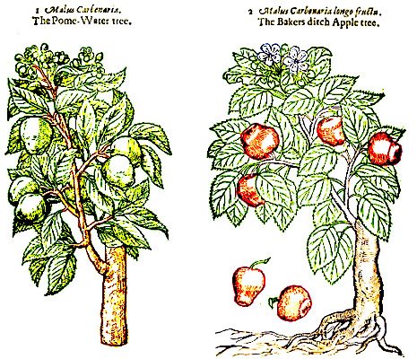 Types of Apples